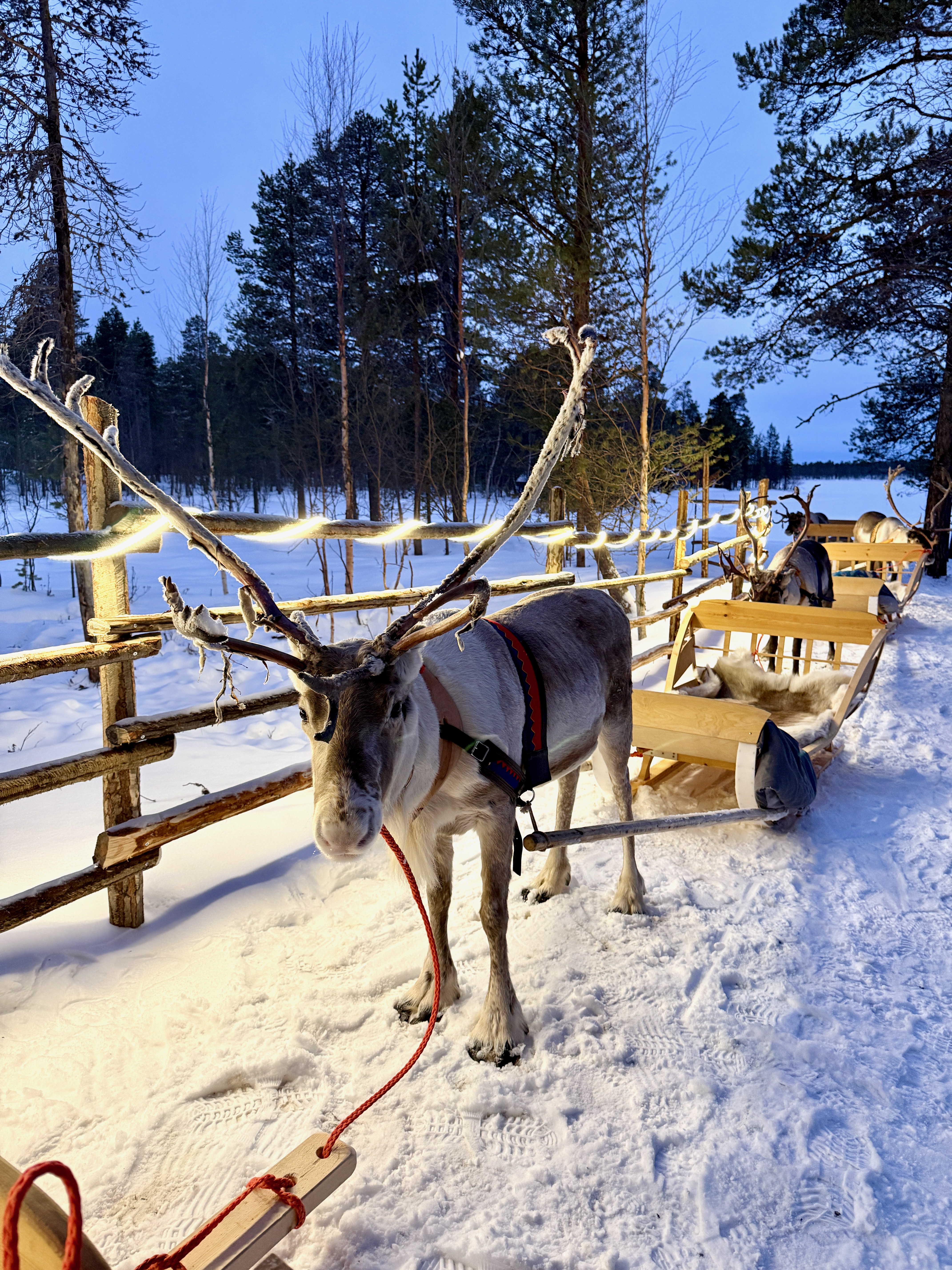 Reindeer ride